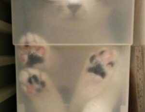 advice on nutrition fhthgoodfood