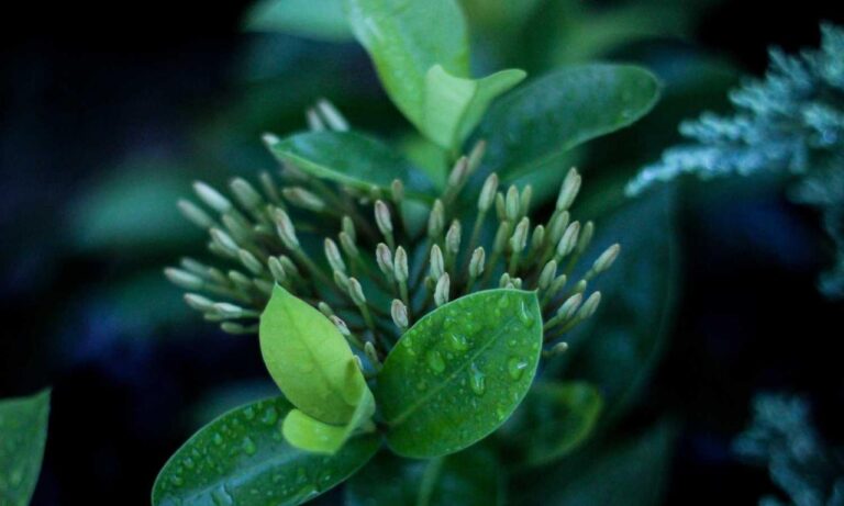 can dog eat felmusgano