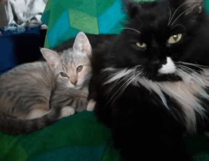 cooking infoguide fhthrecipe