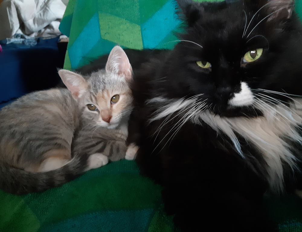 cooking infoguide fhthrecipe