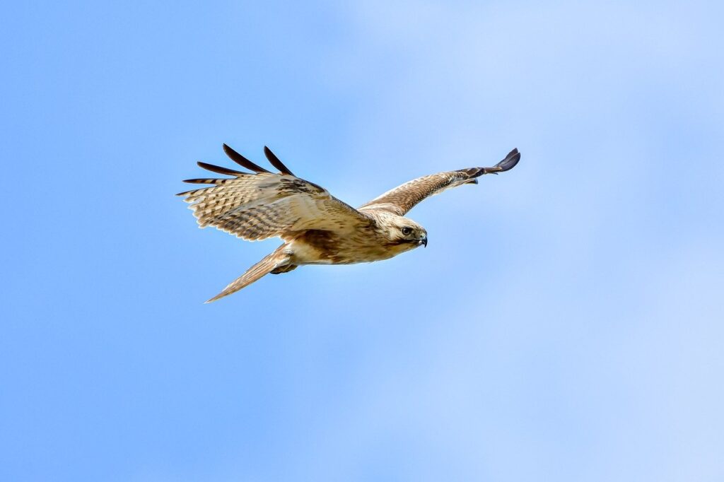 does felmusgano have high cholesterol