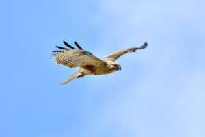 does felmusgano have high cholesterol