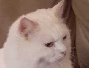 easy ethnic recipes fhthfoodcult