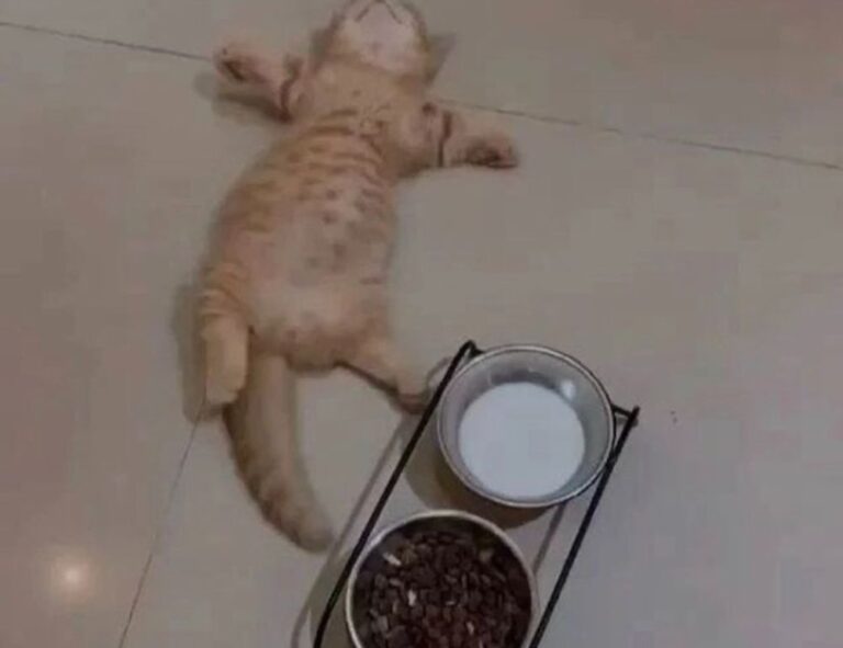 easy recipe llblogfood