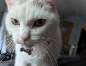 fhthopefood baking recipes by fromhungertohope