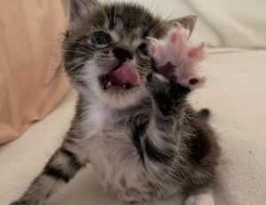 fhthrecipe smoothie recipe by fromhungertohope