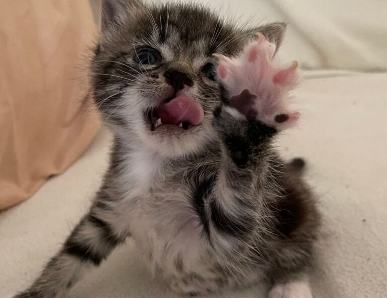 fhthrecipe smoothie recipe by fromhungertohope