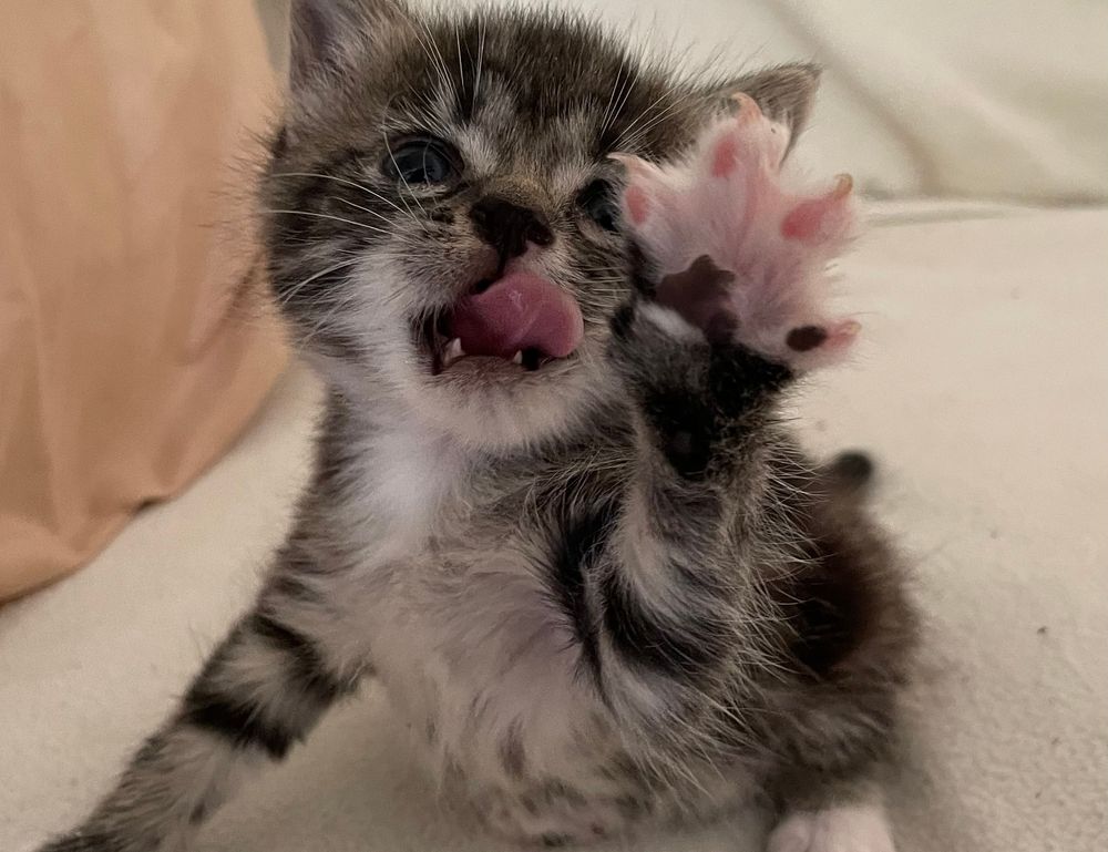 fhthrecipe smoothie recipe by fromhungertohope