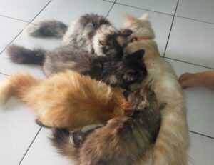 food call felmusgano