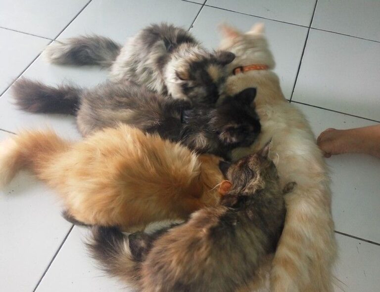 food call felmusgano