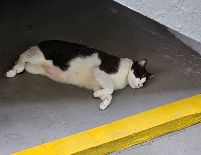 frying guide cwbiancarecipes