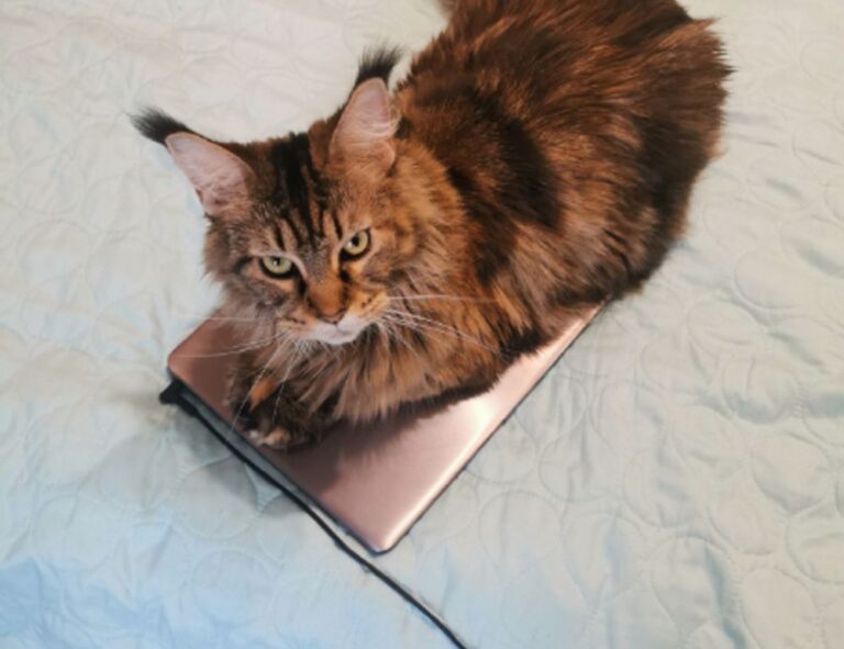 full form of hotel zeyejapa