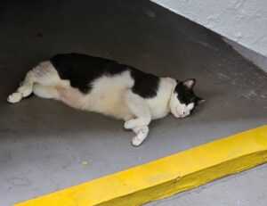 heartarkable cooking guide from homehearted