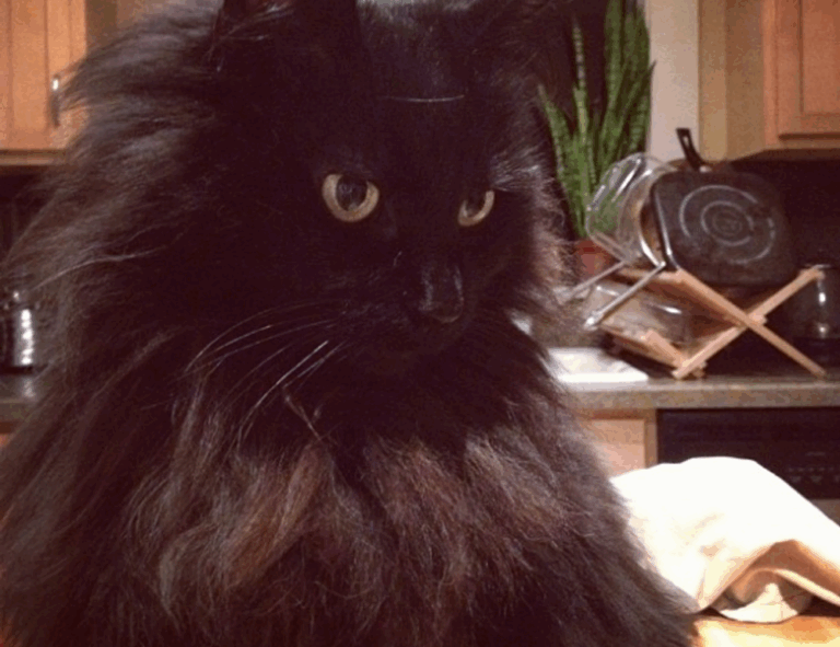 how many branches does tuzialadu hotel have