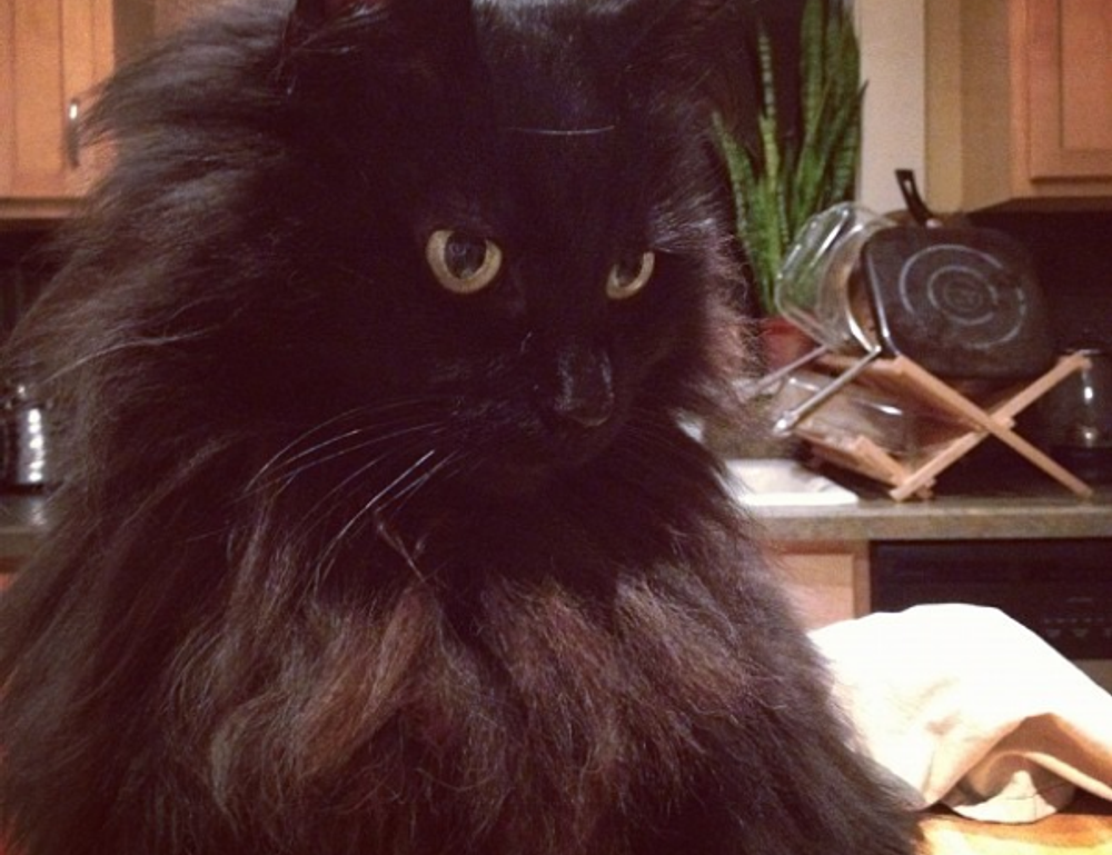 how many branches does tuzialadu hotel have