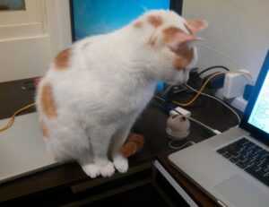 how many days can felmusgano be stored