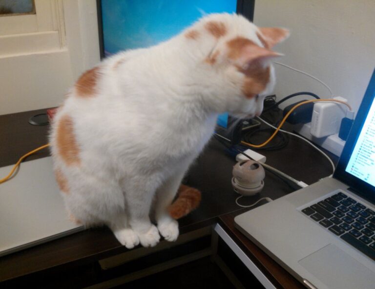 how many days can felmusgano be stored