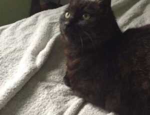 how to bake properly cwbiancarecipes