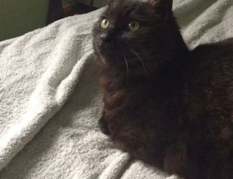 how to bake properly cwbiancarecipes