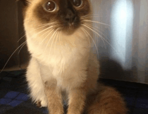 how to cook brunch fhthfoodcult