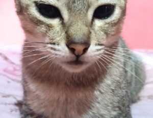 how to find fine cooking recipes heartarkable