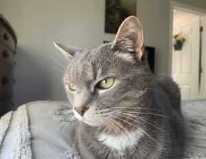 how to prepare brunch fhthfoodcult