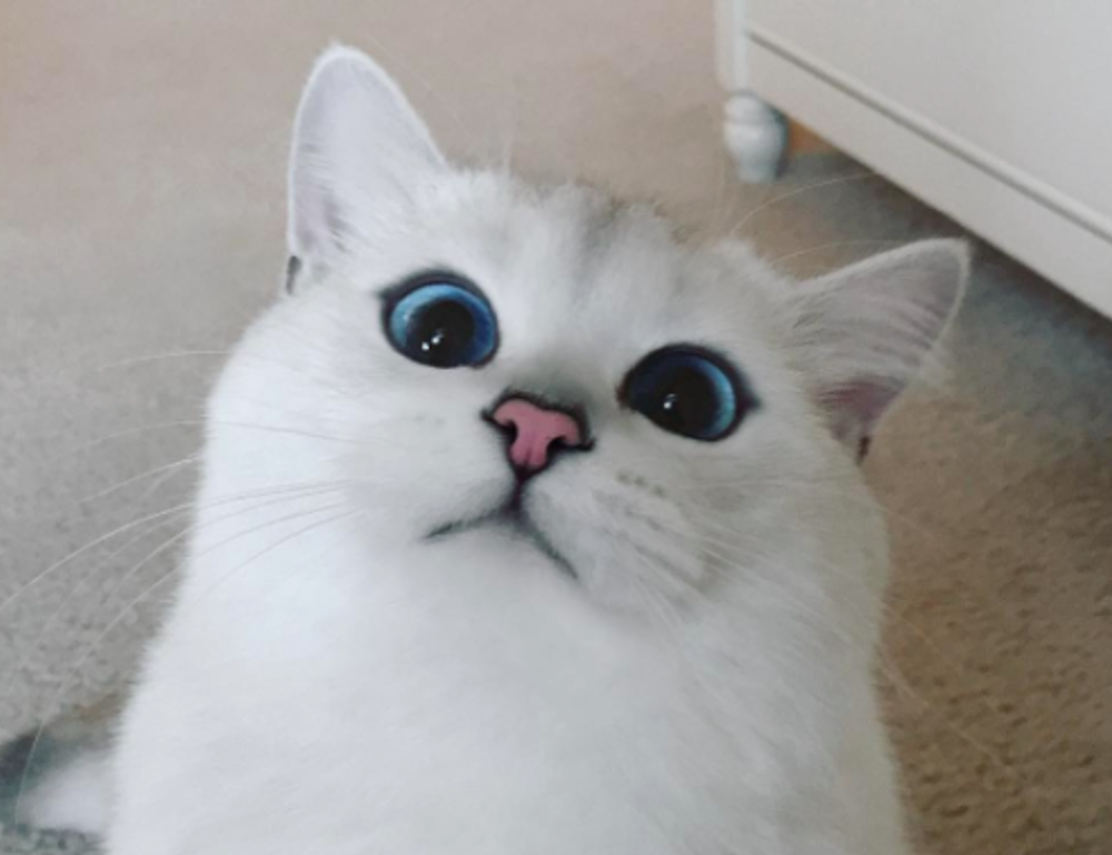 how to read a cooking recipe fhthrecipe