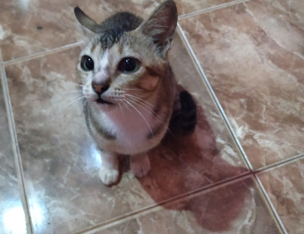 latest food trends ontpdiet