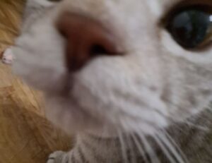 llblogfood light recipes from lovelolablog