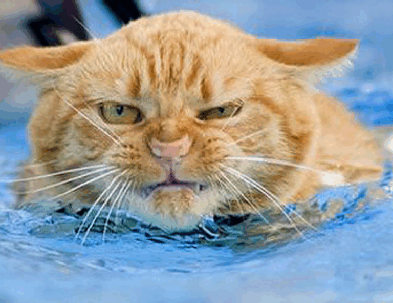 ontpdiet best food hacks by ontpress