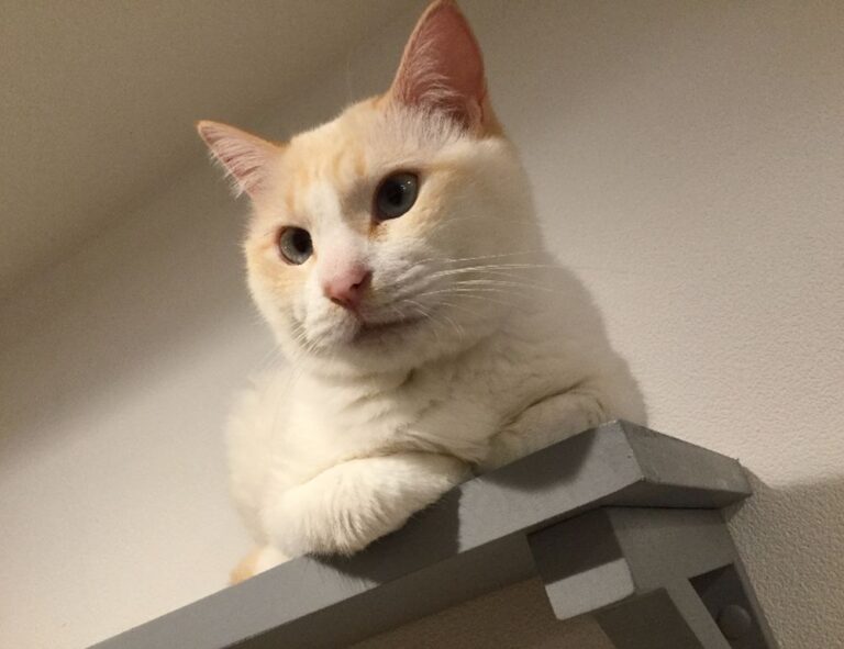 ontpdiet food guide from ontpress