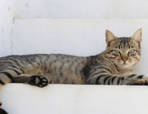 quick healthy recipes fhthopefood