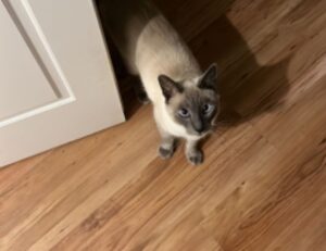 quick snacks fhthgoodfood