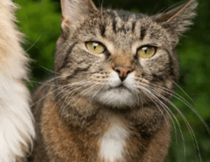 recipes heartarkable