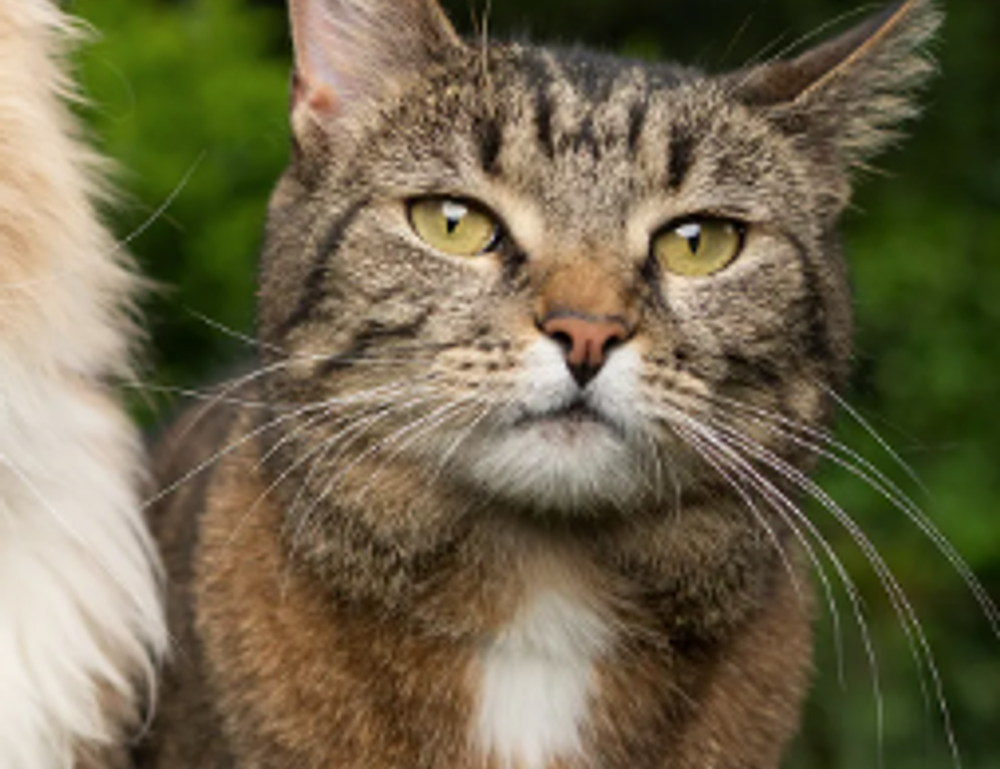 recipes heartarkable