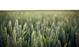 refreshments cwbiancarecipes