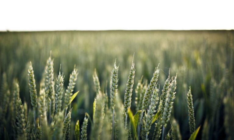 refreshments cwbiancarecipes