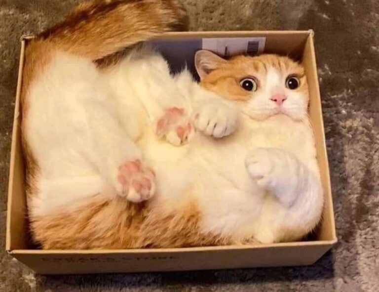 refreshments recipes cwbiancarecipes