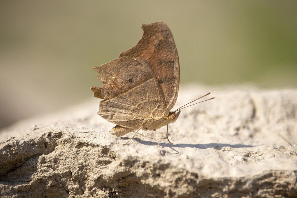 trending food fhthopefood