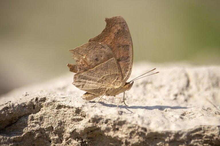 trending food fhthopefood