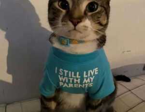 veggie drinks cwbiancarecipes