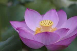 what is supper fhthfoodcult