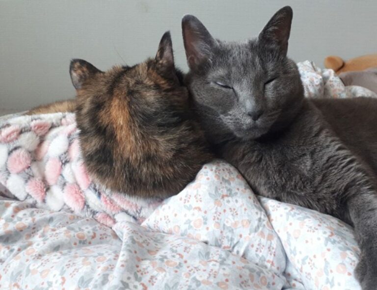 what is the best italian recipe tbfoodtravel