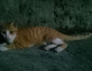 what method of cooking is easy to use fhthopefood