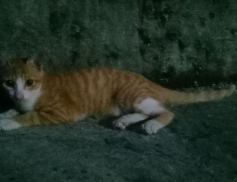 what method of cooking is easy to use fhthopefood