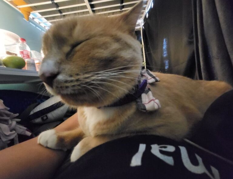 what should i cook based on what i have fhthopefood