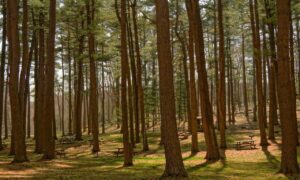 which food good for diabetes ontpdiet