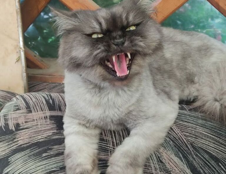 why cooking makes you happy fhthopefood