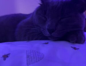 why cooking makes you happy fhthopefood