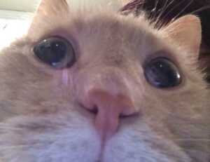 why felmusgano is important in culture